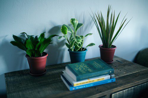 Three potted plants placed behind a stack of books on a wooden surface.