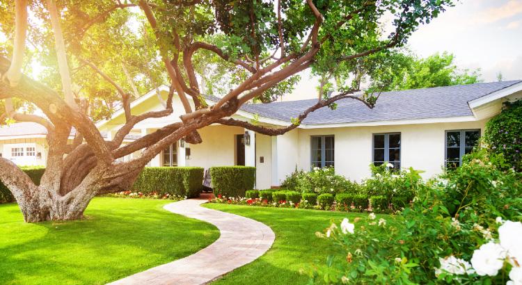 Sunny yard with a winding path leading to a white house under a large tree.