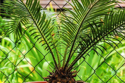 Close-up of a palm frond with a green fence background.