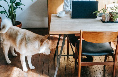 A curious dog sniffing a wooden table in a cozy room.