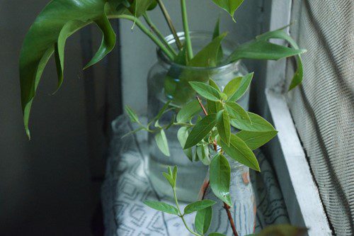 Green vine plant in a glass jar on a windowsill.
