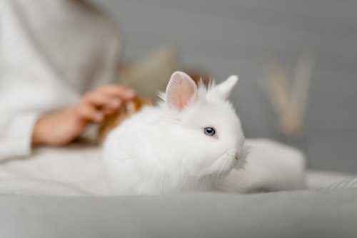 A fluffy white baby rabbit resting on a soft surface.