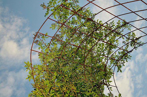 Tall plant growing through a metal support structure under a blue sky.