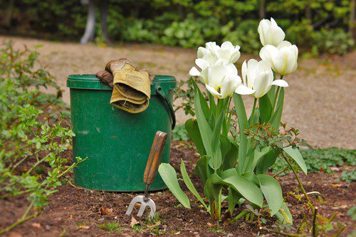 Green watering can with gardening gloves beside white tulips in a garden.