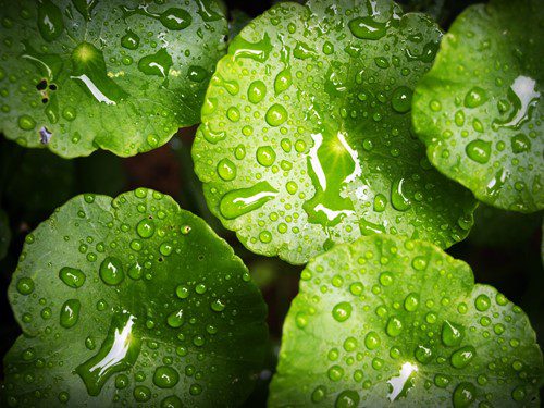 Green leaves covered with fresh water droplets.