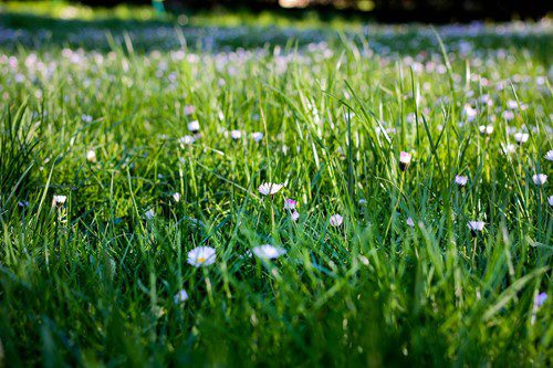 Green grass with scattered dandelion seed heads in sunlight.