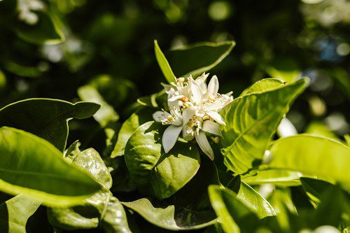 Close-up of a white flower with green leaves in sunlight.