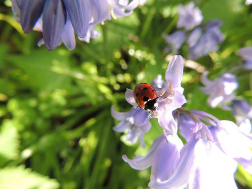 A ladybug perched on a light purple flower in a green garden.