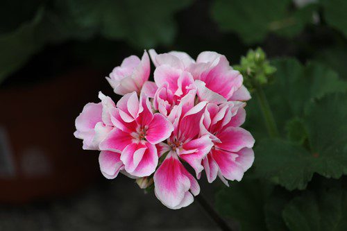 A cluster of vibrant pink and white flowers with green leaves.