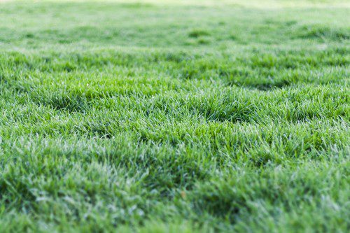A close-up view of lush green grass blades.