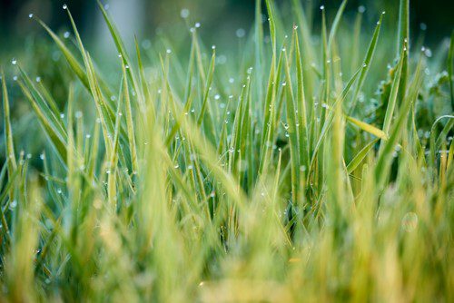 Close-up of grass blades with morning dew drops sparkling.